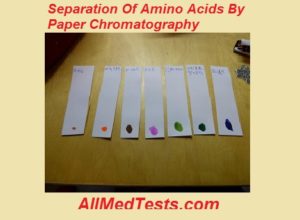 Separation Of Amino Acids By Paper Chromatography